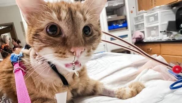 apoquel-accidental-ingestion-veterinary-safety-alert
