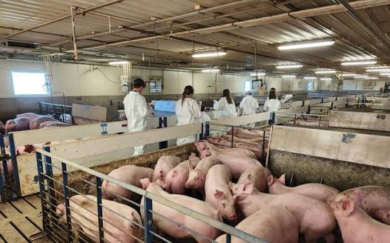 SDSU Swine Day 2026