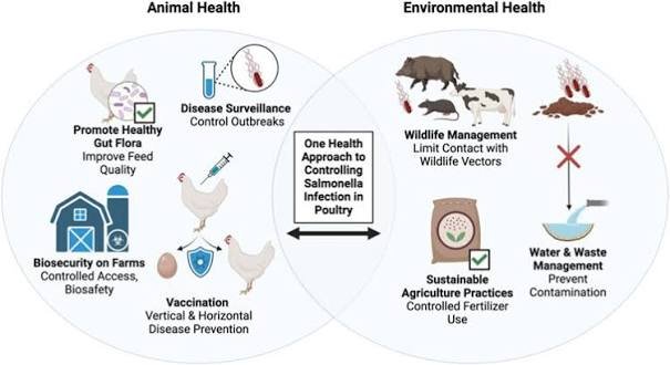 Ceva Salmonella prevention strategy