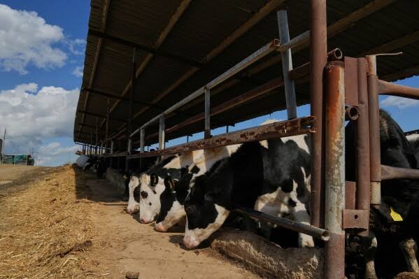 cyprus-foot-and-mouth-disease-cull-2026