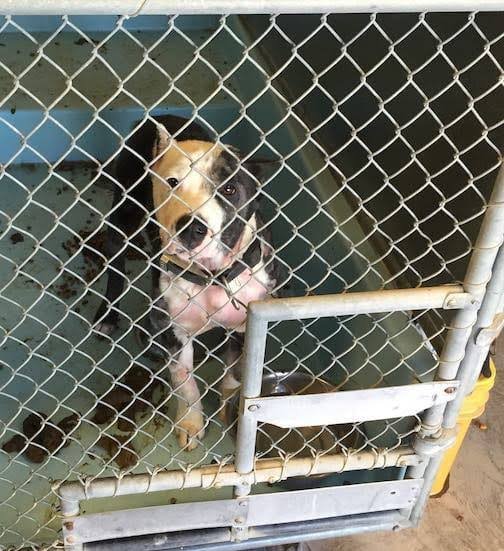 canine distemper in shelters