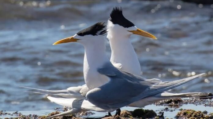australia-wildlife-h5-avian-influenza-outbreaks