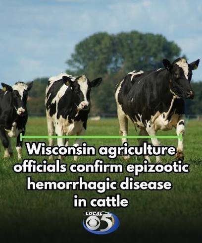 Wisconsin Confirms Epizootic Hemorrhagic Disease in Dairy Cattle