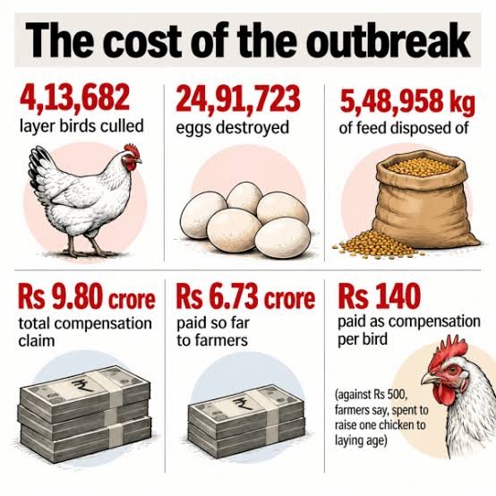 Maharashtra poultry bird-flu compensation