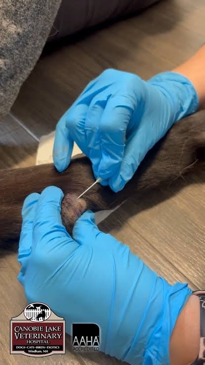 FNA Use in Canine Lumps
