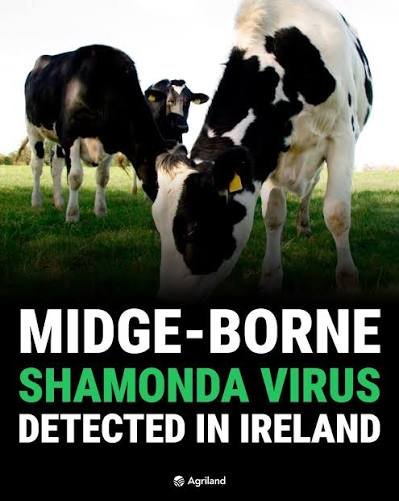 Shamonda Virus Detected in Ireland