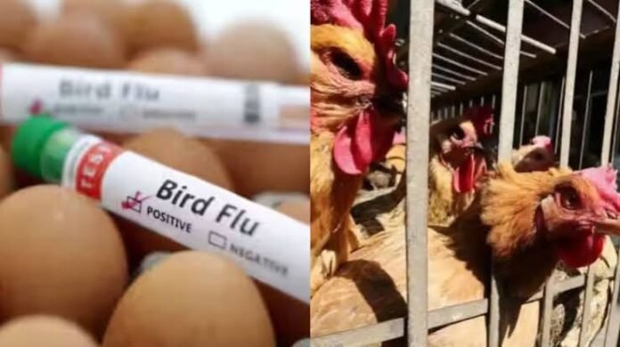 H5 Avian Influenza Confirmed in Andhra Pradesh