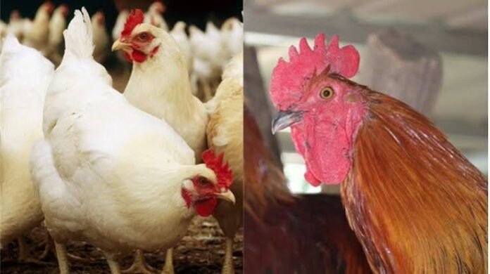 Middle East Poultry Expo 2026
