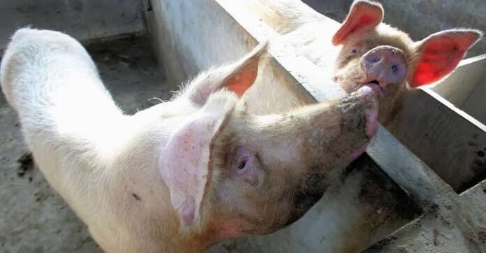 potential asf outbreak in china