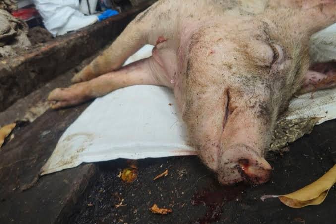 Vietnam Reports 697 African Swine Fever Outbreaks in First Half of 2026