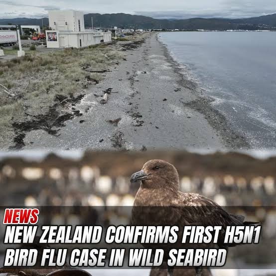New Zealand H5 avian influenza