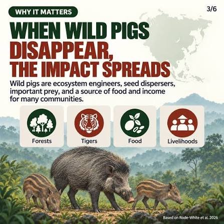 african-swine-fever-asia-wild-pigs-extinction