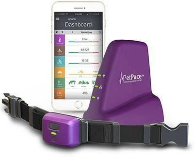 PetPace Chewy smart collar