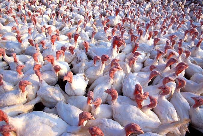U.S. HPAI turkey losses 2026