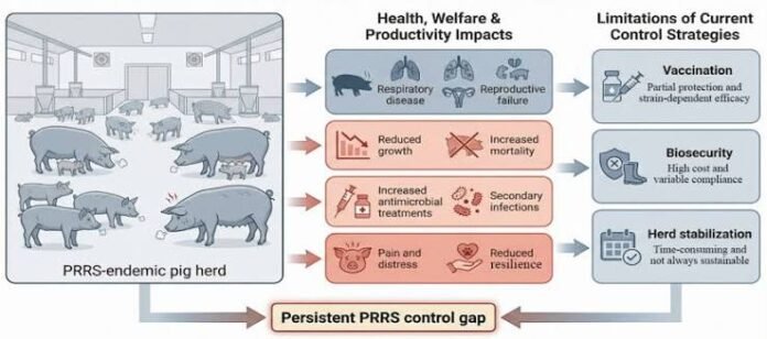 PRRS resistant pig gene implementation