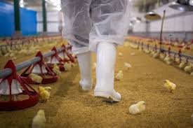 UK government and UKRI invest £54m to tackle biosecurity threats