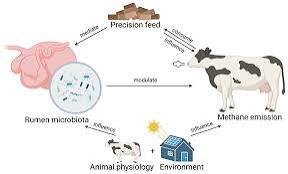 Hoofprint Biome cattle methane reduction