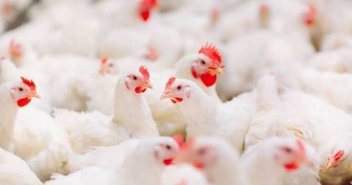broiler-breeder-hatchability-decline