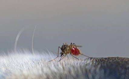 WOAH urges stronger surveillance for vector-borne diseases