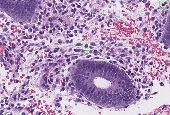 Applications of AI in Companion Animals Oncology
