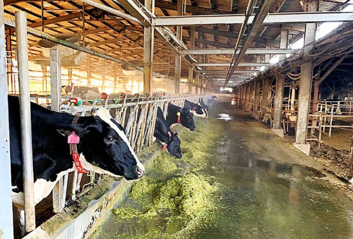 Taiwan heat tolerant Holstein cattle export Philippines